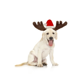 Lab Puppy Wearing Antlers