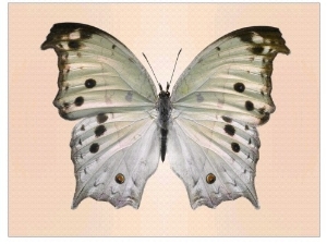 Forest mother of pearl butterfly