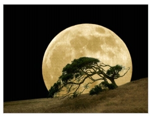 Windswept Live Oak Tree and Rising Full Moon at Night