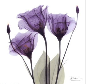 oil painting reproduction of ROYAL PURPLE GENTIAN TRIO on canvas