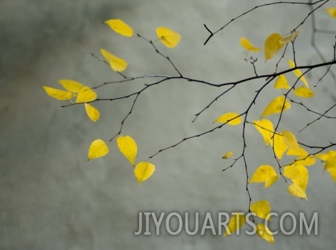 YELLOW AUTUMNAL BIRCH BETULA TREE LIMBS AGAINST GRAY STUCCO WALL oil painting reproduction
